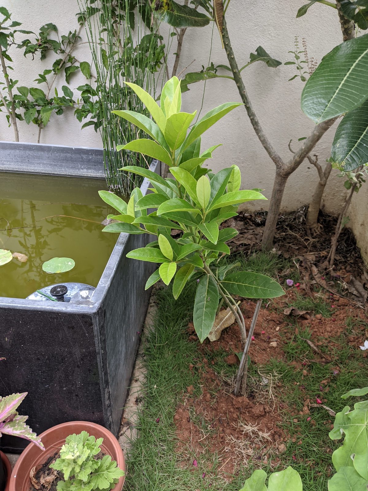 Rudraksha Plant
