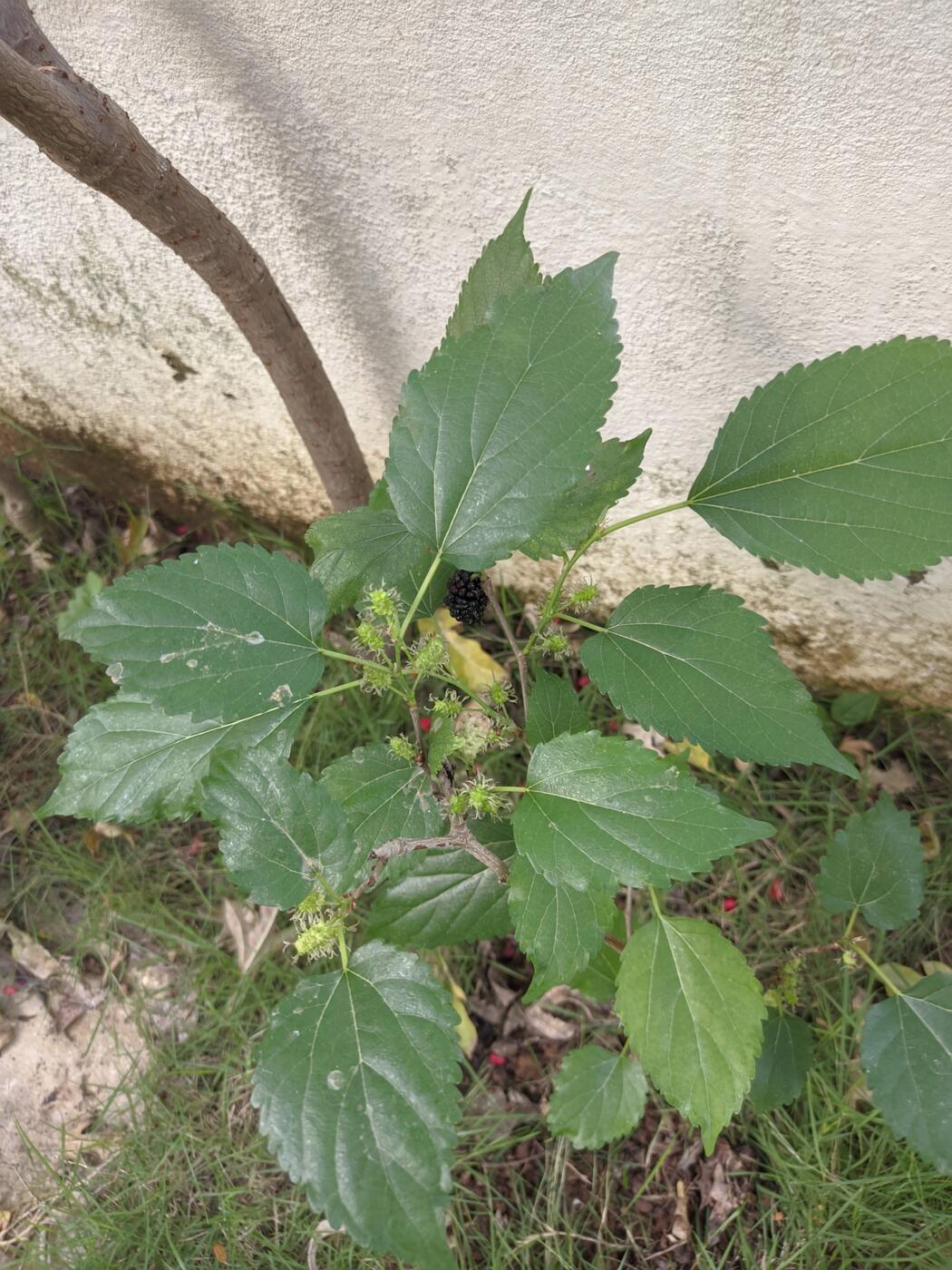Healthy Mulberry Plant