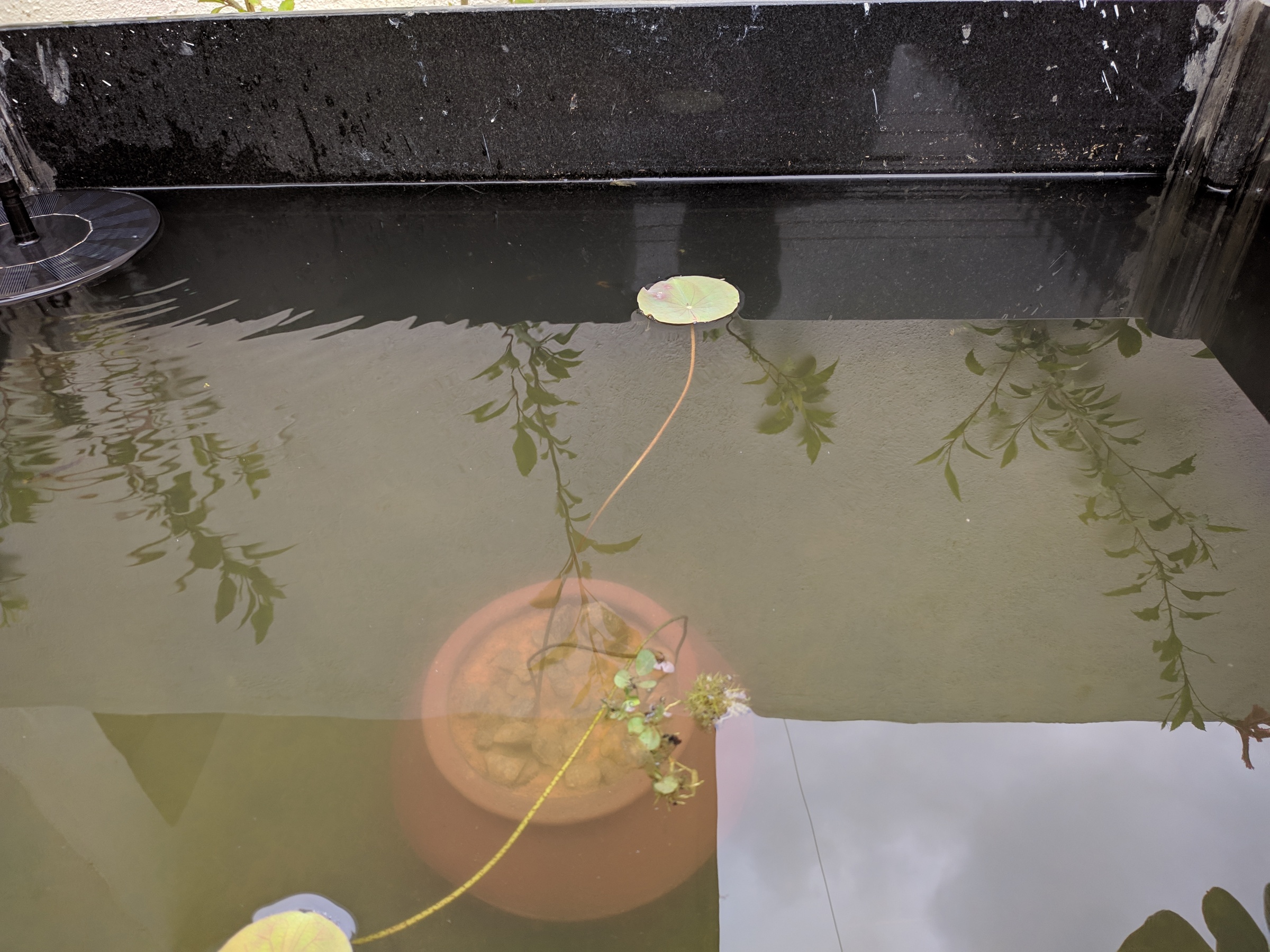 Initial Lotus growing in the sludge